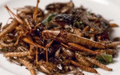 Will We All Be Eating Insects In 50 Years?
